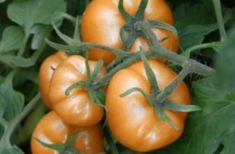 แปรงมะเขือเทศ