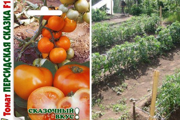 การปลูกมะเขือเทศ