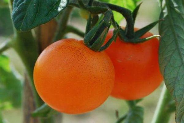 คำอธิบายเกี่ยวกับมะเขือเทศเปอร์เซียและเทคนิคการเพาะปลูกพันธุ์ผสม