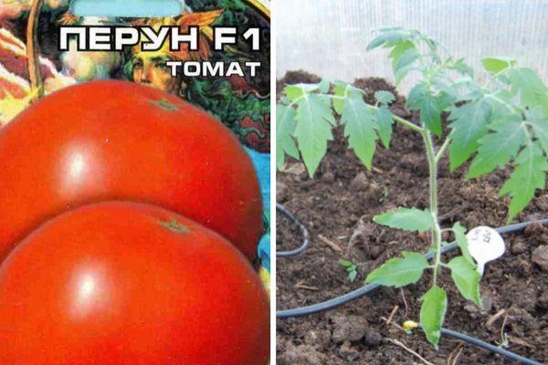 graines de tomates
