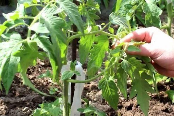 มะเขือเทศการ์เตอร์