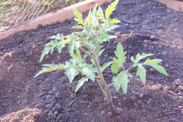 ต้นกล้ามะเขือเทศ