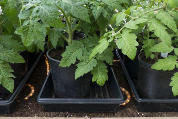 กระถางพร้อมต้นกล้า