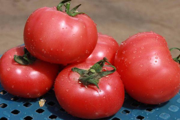 มะเขือเทศสุก