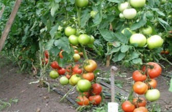 ต้นมะเขือเทศ