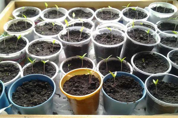 ถ้วยใส่ต้นกล้า