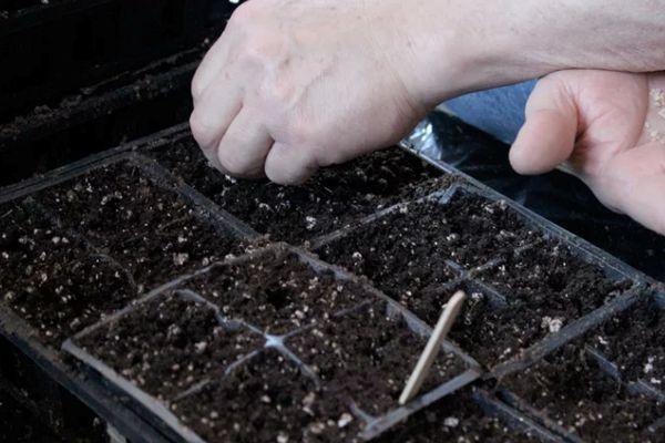 กล่องใส่ต้นกล้า