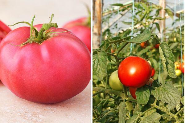 มะเขือเทศสุก