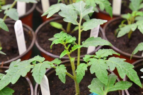 plants de tomates