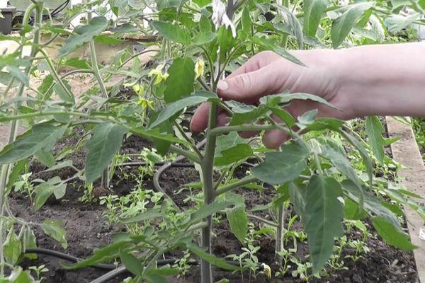 Cultiver des tomates