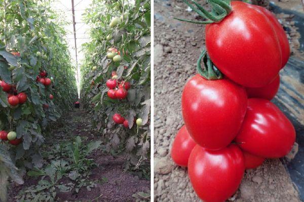 Tomates en serre