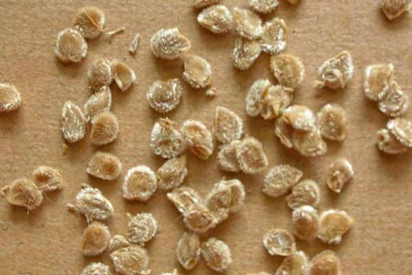 เมล็ดมะเขือเทศ