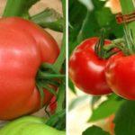 มะเขือเทศสุก