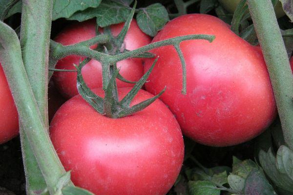 ผลไม้สุก