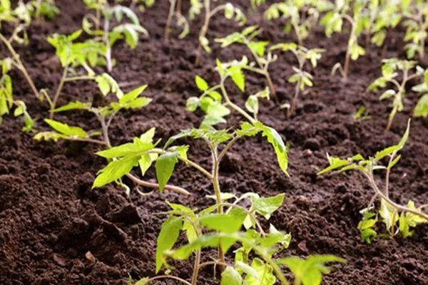 ต้นกล้ามะเขือเทศ