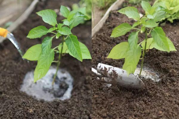 การรดน้ำต้นกล้า