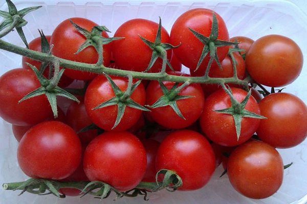 มะเขือเทศบนเถา