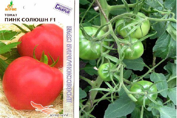 มะเขือเทศลูกผสม