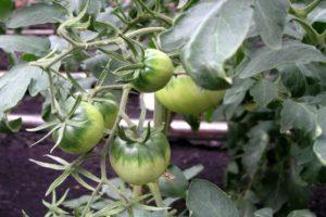 รายละเอียดของมะเขือเทศ Pink Solution และคำแนะนำในการปลูกพืช