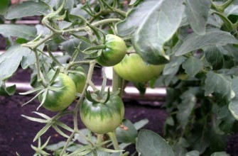 มะเขือเทศสีเขียว