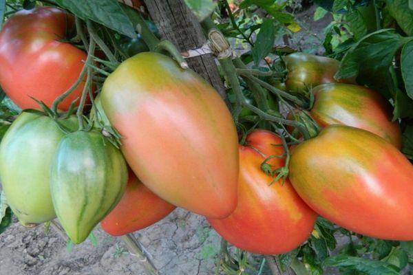 Tomates hybrides