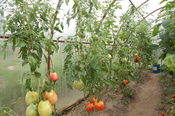 Tomates en serre