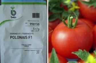 โปโลเนสมะเขือเทศ