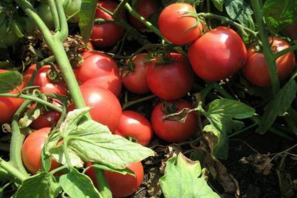 ต้นมะเขือเทศ