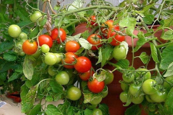 มะเขือเทศปุ่ม