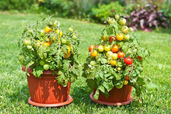 มะเขือเทศลูกเล็ก