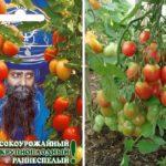 มะเขือเทศราชา