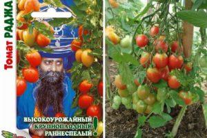 มะเขือเทศราชา ลักษณะผล และรีวิวจากชาวสวน