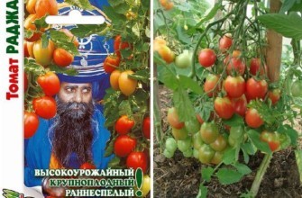 มะเขือเทศราชา