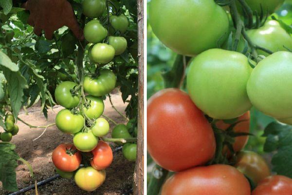 Cultiver des tomates