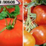 เมล็ดมะเขือเทศ