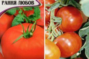 ลักษณะของมะเขือเทศ Early Girl และกฎการผสมเกสรของพืช