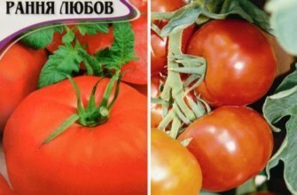 เมล็ดมะเขือเทศ