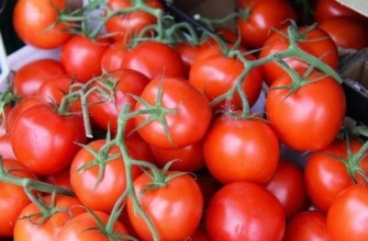 มะเขือเทศริชชี่