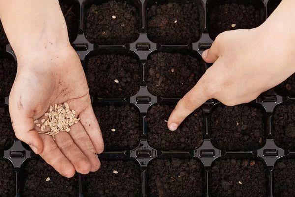 Planter des graines