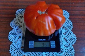 มะเขือเทศบนตาชั่ง