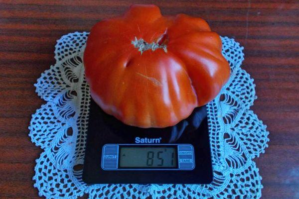 Tomate sur la balance