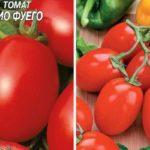 เมล็ดมะเขือเทศ