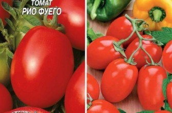 เมล็ดมะเขือเทศ