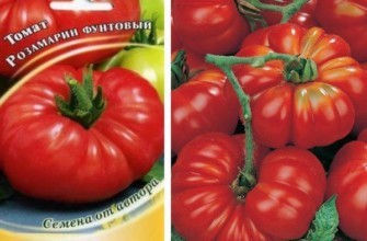 มะเขือเทศโรสแมรี่