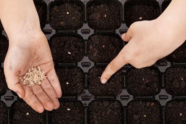 Planter des graines