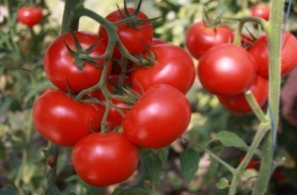 กิ่งที่มีมะเขือเทศ