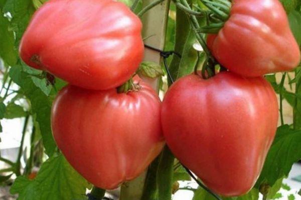 buisson de tomates