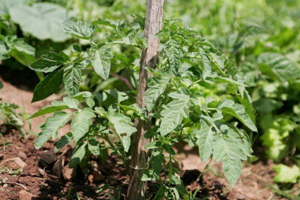 มะเขือเทศมัดไว้