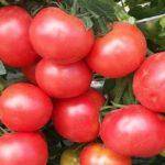 มะเขือเทศสีแดง