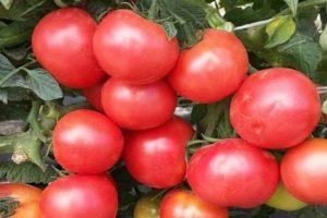 Description de la tomate hybride Pink King et caractéristiques des fruits